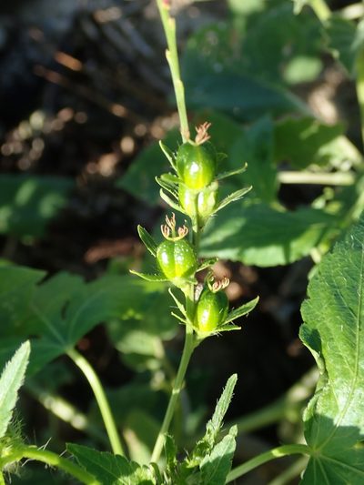 Astraea surinamensis, photographed by Daniel Cahen