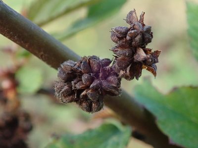 Melochia nodiflora, photographed by Daniel Cahen