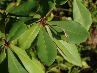 Terminalia buceras, photographed by Daniel Cahen