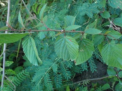 Melochia nodiflora, photographed by Daniel Cahen
