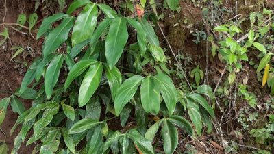 Philodendron anisotomum, photographed by Arthur de Jesús Chavarría Pérez