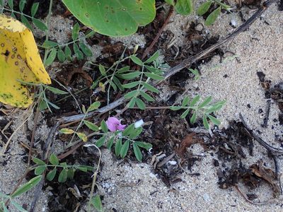 Tephrosia cinerea, photographed by Daniel Cahen