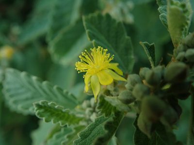 Corchorus hirsutus, photographed by Daniel Cahen