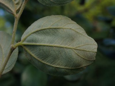 Ziziphus mauritiana, photographed by Daniel Cahen