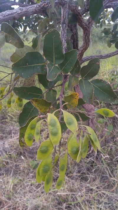 Leptolobium dasycarpum, photographed by Leonardo Bergamini