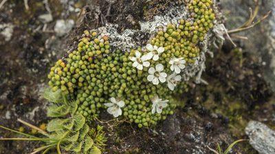Phyllachne rubra, photographed by Cara-Lisa Schloots