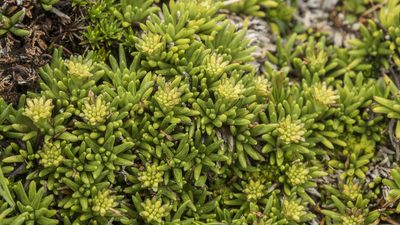 Abrotanella inconspicua, photographed by Cara-Lisa Schloots