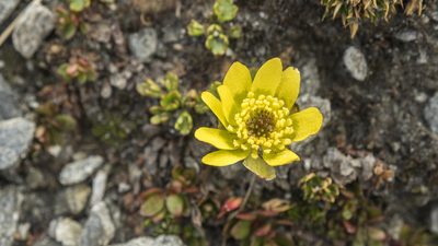 Ranunculus pachyrrhizus, photographed by Cara-Lisa Schloots