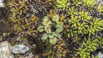 Azorella exigua, photographed by Cara-Lisa Schloots