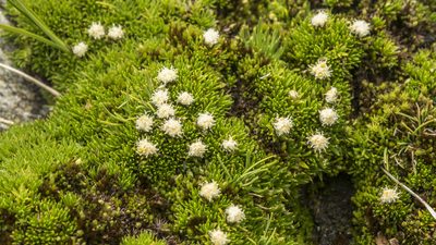 Raoulia subulata, photographed by Cara-Lisa Schloots