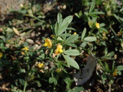 Stylosanthes hamata, photographed by Daniel Cahen