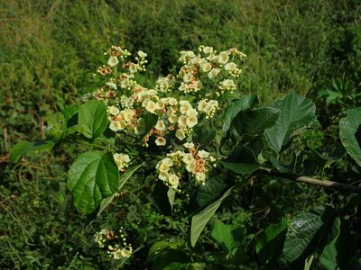 Cordia dentata, photographed by Daniel Cahen