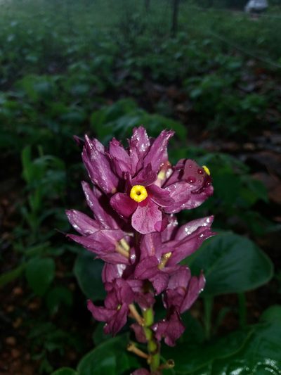 Prestonia erecta, photographed by Rafael Silva