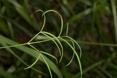 Laserpitium peucedanoides, photographed by Drepanostoma