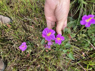 Osbeckia rubicunda, photographed by tlaloc27