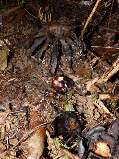 Rhizanthes lowii, photographed by Kai Squires