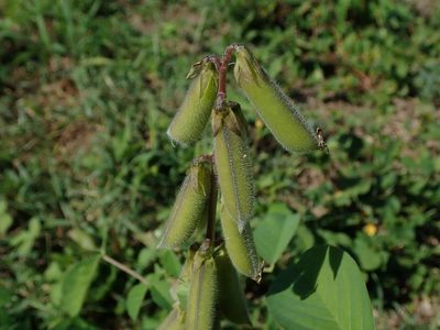 Crotalaria incana, photographed by Daniel Cahen