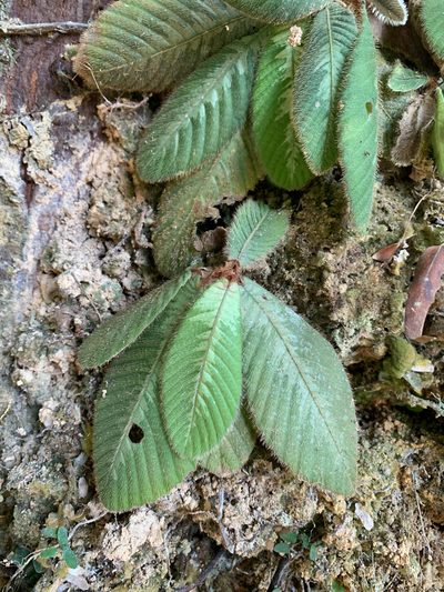 Acrotrema costatum, photographed by Carrie Seltzer