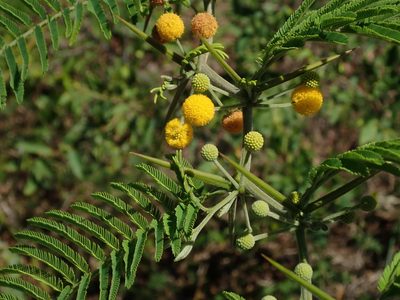 Vachellia macracantha, photographed by Daniel Cahen