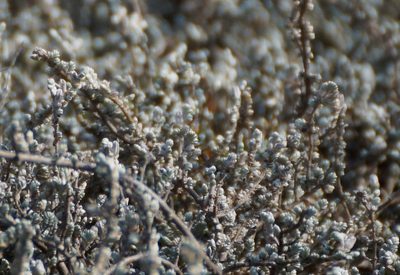 Wilsonia humilis, photographed by Rod Lowther