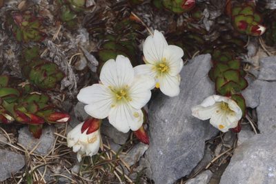 Epilobium vernicosum, photographed by Jacob Littlejohn