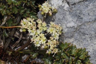 Gingidia decipiens, photographed by Jacob Littlejohn