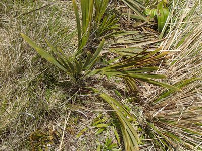 Aciphylla ferox, photographed by Jacob Littlejohn