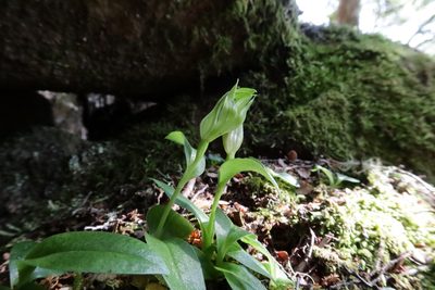 Pterostylis scabrida, photographed by Cowirrie
