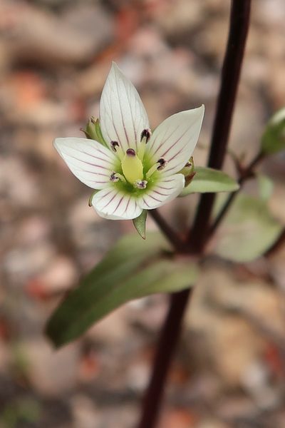 Gentianella tenuifolia, photographed by Duncan Cunningham