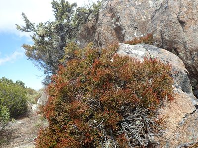 Exocarpos humifusus, photographed by Cowirrie