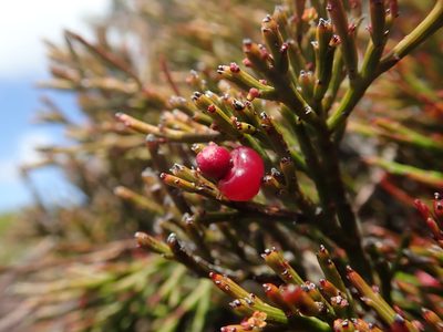 Exocarpos humifusus, photographed by Cowirrie