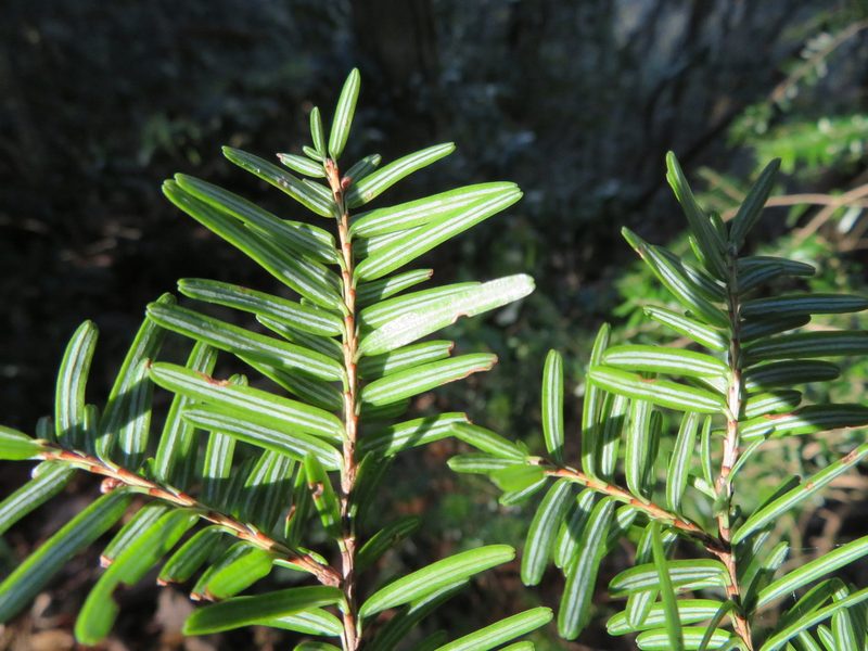 Tsuga sieboldii, photographed by Marco Mussita