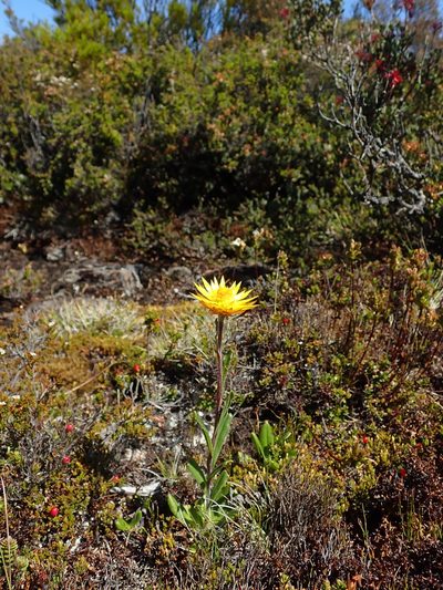 Xerochrysum subundulatum, photographed by Cowirrie