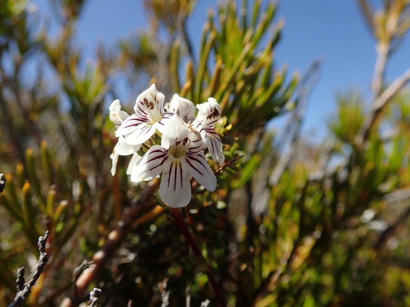 Euphrasia gibbsiae, photographed by Cowirrie