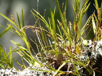 Earina aestivalis, photographed by Jacqui Geux