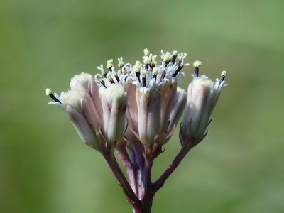 Syneilesis intermedia, photographed by 葉子