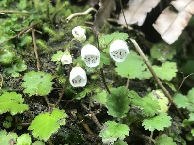 Jovellana repens, photographed by hjcjim