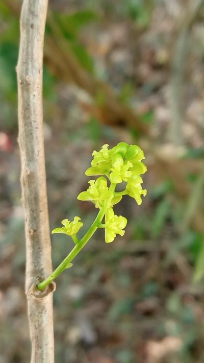 Tinospora cordifolia, photographed by R K