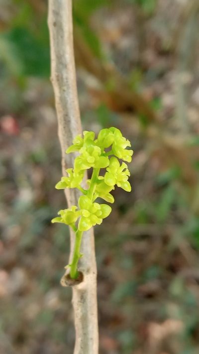 Tinospora cordifolia, photographed by R K