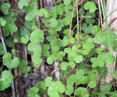 Hydrocotyle robusta, photographed by Alice Shanks