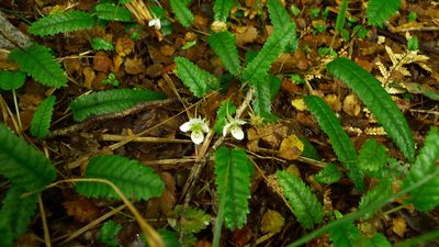 Rubus parvus, photographed by Sarah Richardson