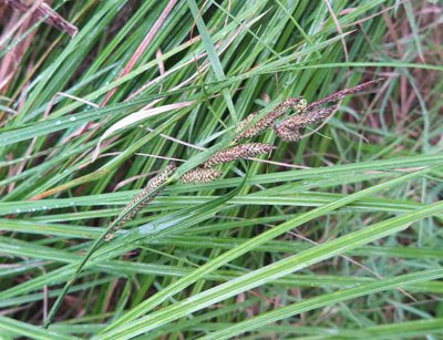 Carex sinclairii, photographed by Alice Shanks