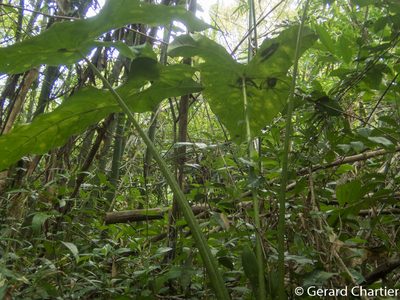 Alocasia longiloba, photographed by Gerard Chartier