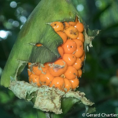 Alocasia longiloba, photographed by Gerard Chartier