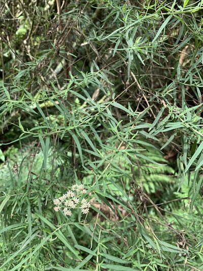 Ozothamnus ferrugineus, photographed by 呂一起(Lyu yi-chi)