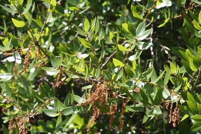 Quercus parvula, photographed by runcator