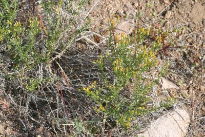 Ericameria cooperi, photographed by runcator