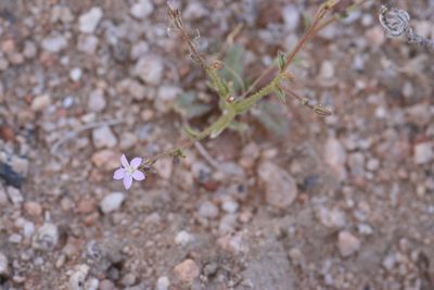 Gilia sinuata, photographed by runcator