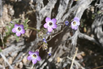 Gilia brecciarum, photographed by runcator