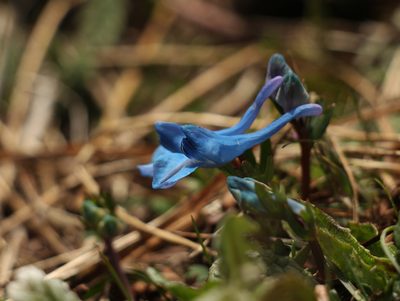 Corydalis cashmeriana, photographed by Siddarth Machado